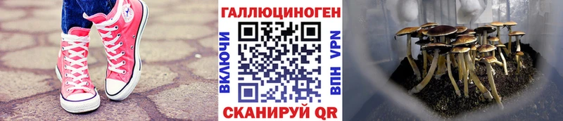 Псилоцибиновые грибы мицелий Тейково